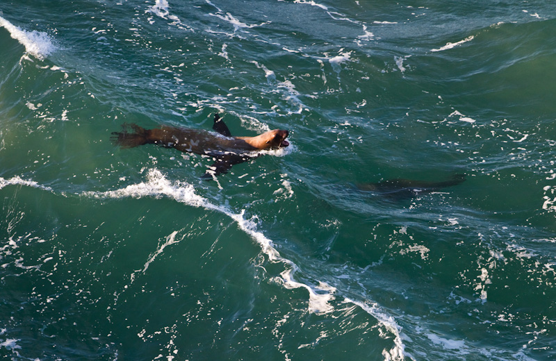Stellars Sea Lions Playing In Surf